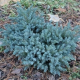 Plava zvijezda smreke: opis, sadnja i njega